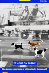 Animaux-Fan-Festival-Cannes