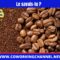 Le Café est né sur les hauts plateaux Africains, en Ethiopie.