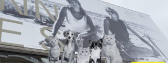Animaux-Fan-Festival-Cannes-2